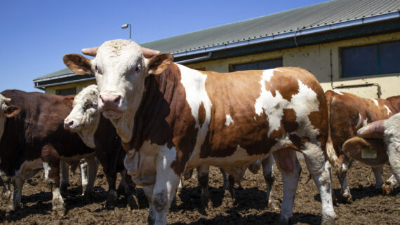 Raza de Vacas Simmental
