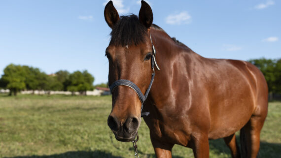 Raza de Caballo Criollo Colombiano