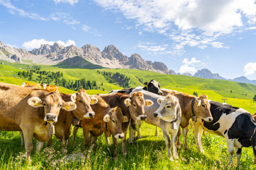 razas de vacas