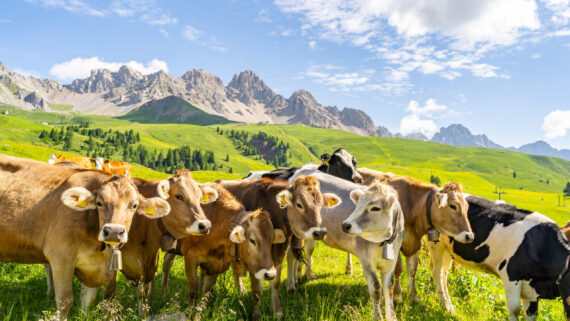 Guía sobre las razas de vacas