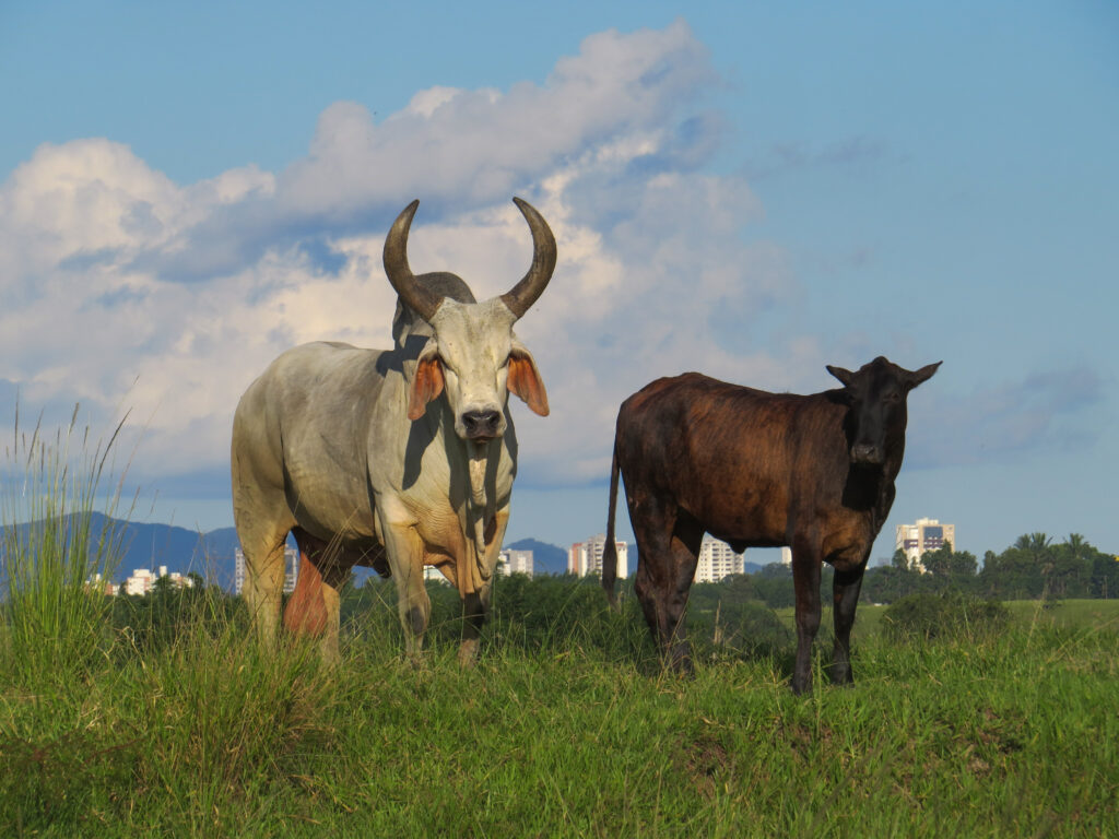 raza vacas guzera