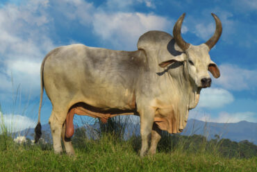 Raza de Vacas Guzerá