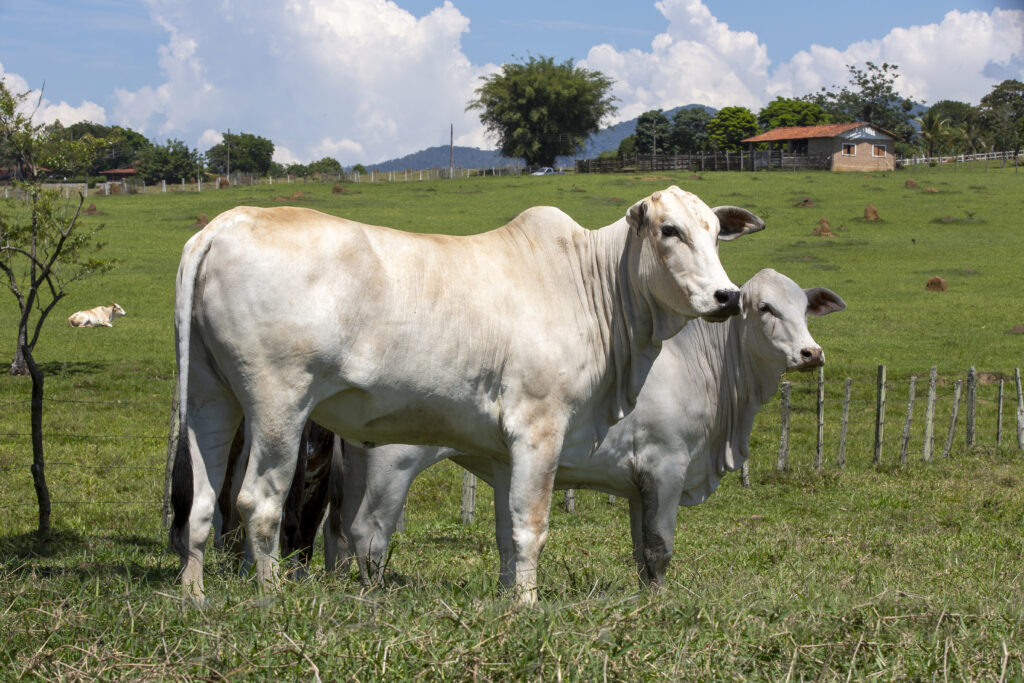 vacas raza nelore