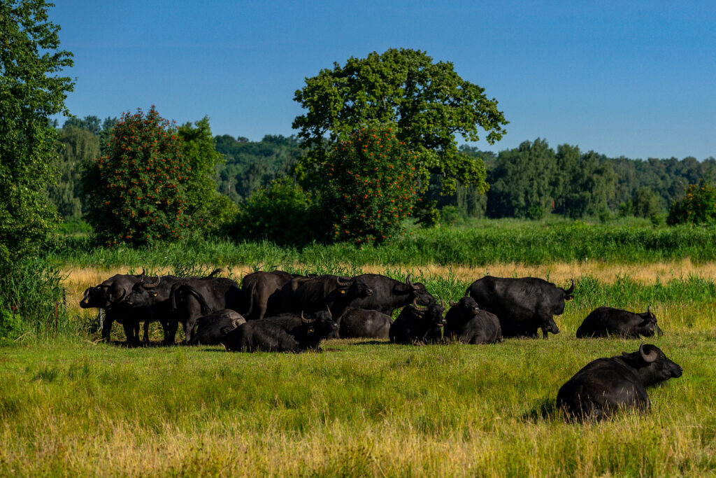 vacas brangus