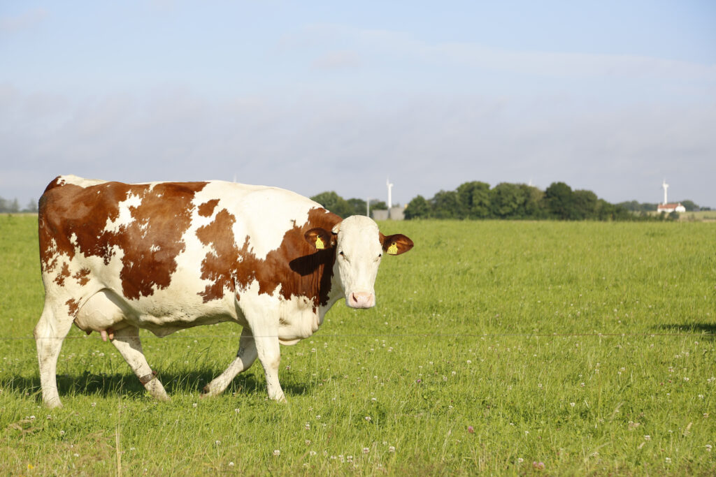 raza vaca normando