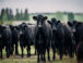 Raza de Vacas Aberdeen Angus