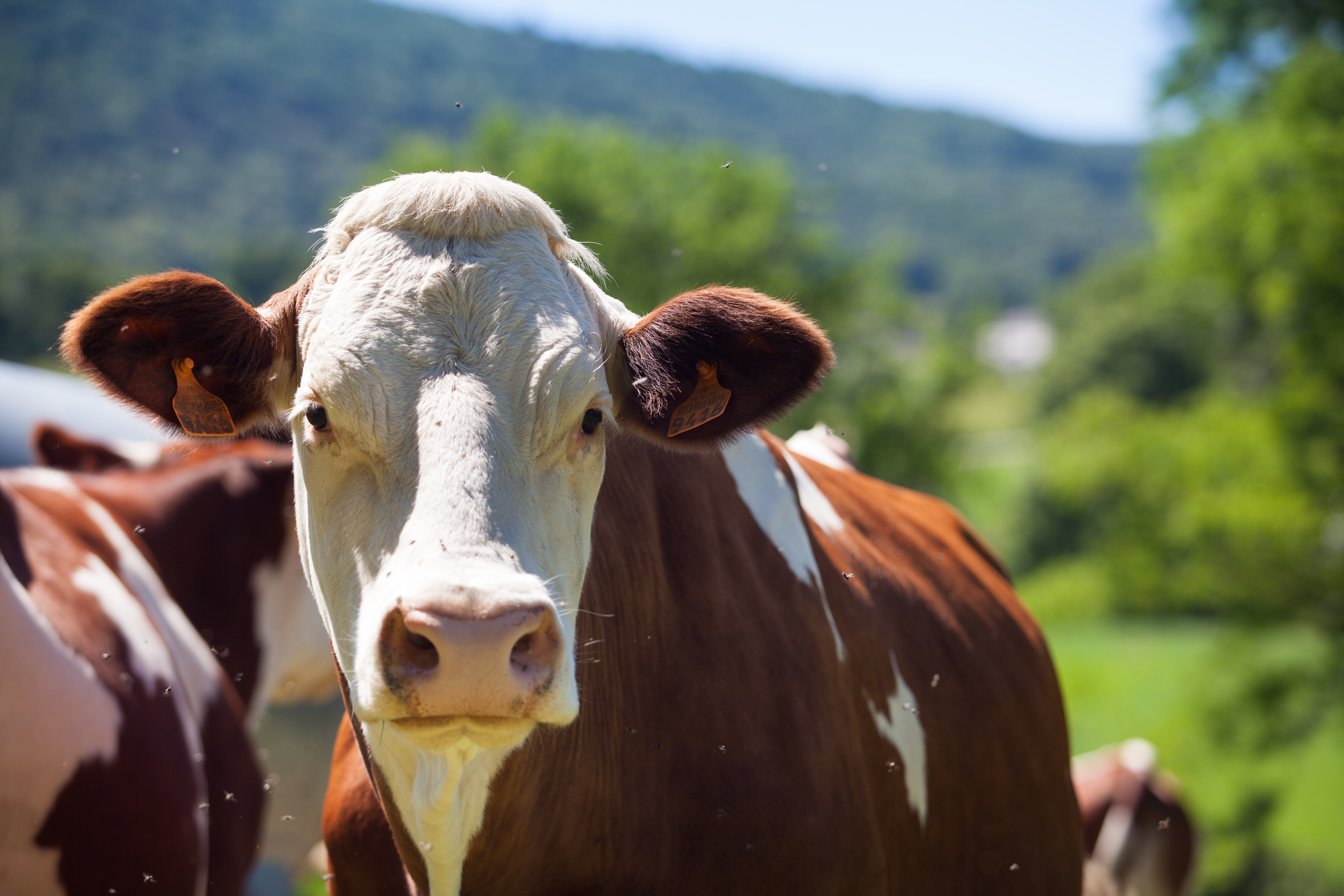vacas hereford