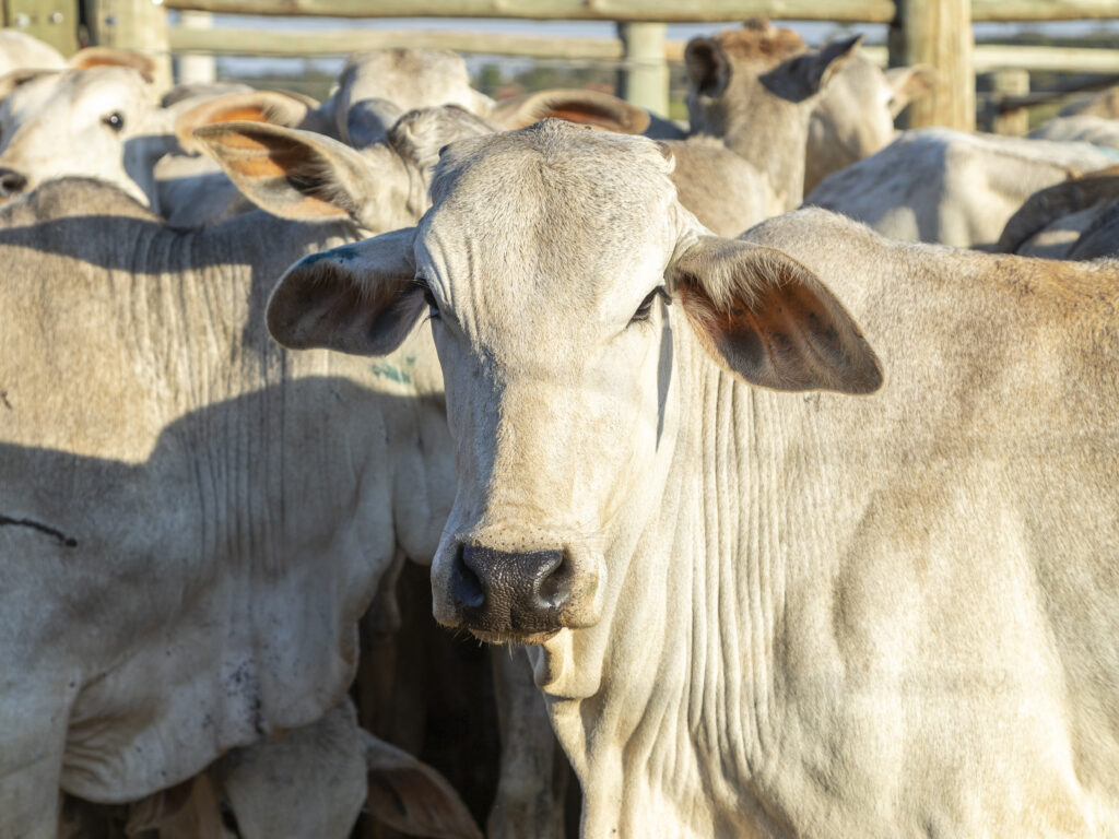 vaca nelore