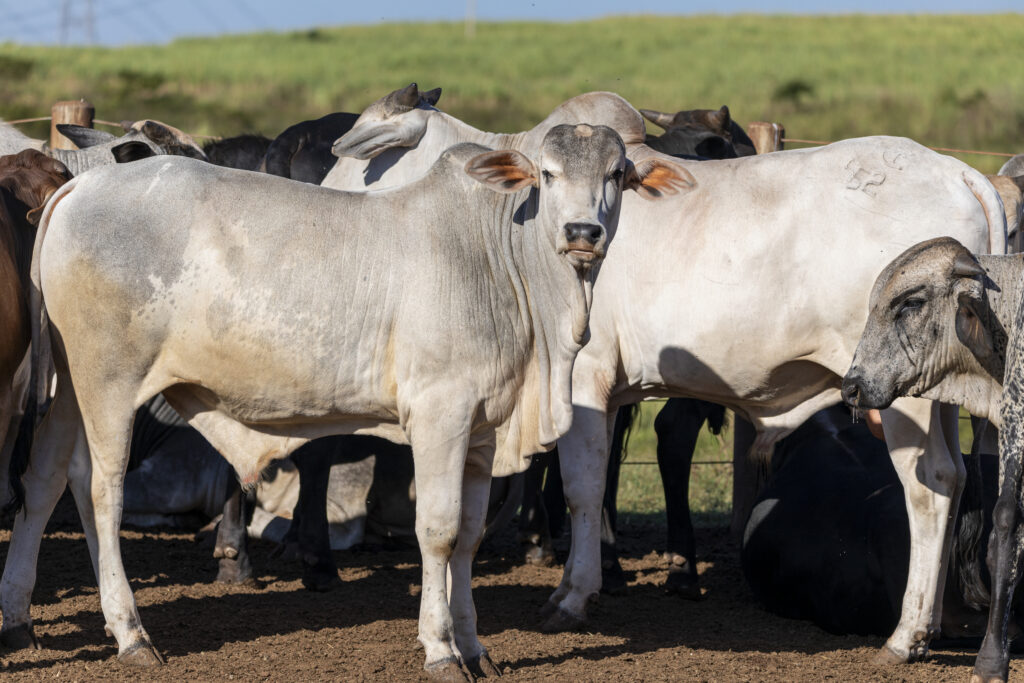 vacas nelore