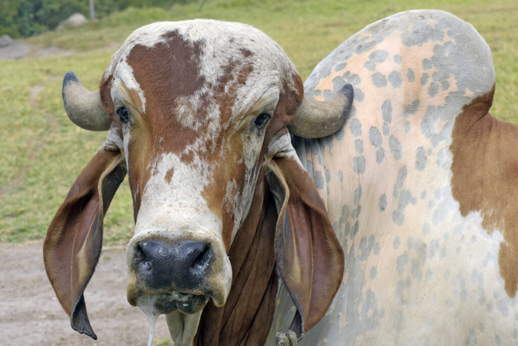 raza vacas gyr