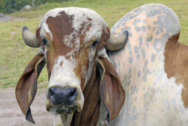 Raza de Vacas Gyr