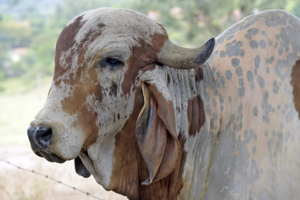 vacas gyr