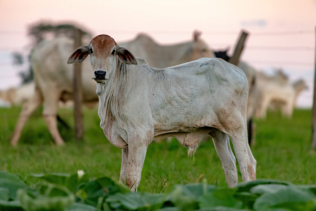 vacas brahma