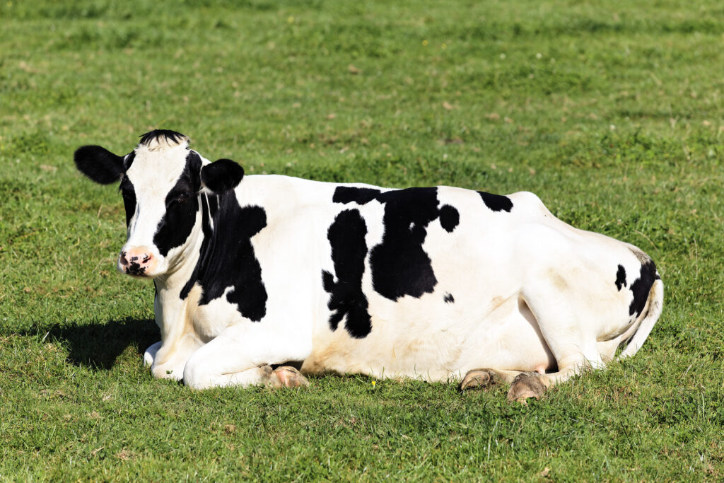 vaca holstein