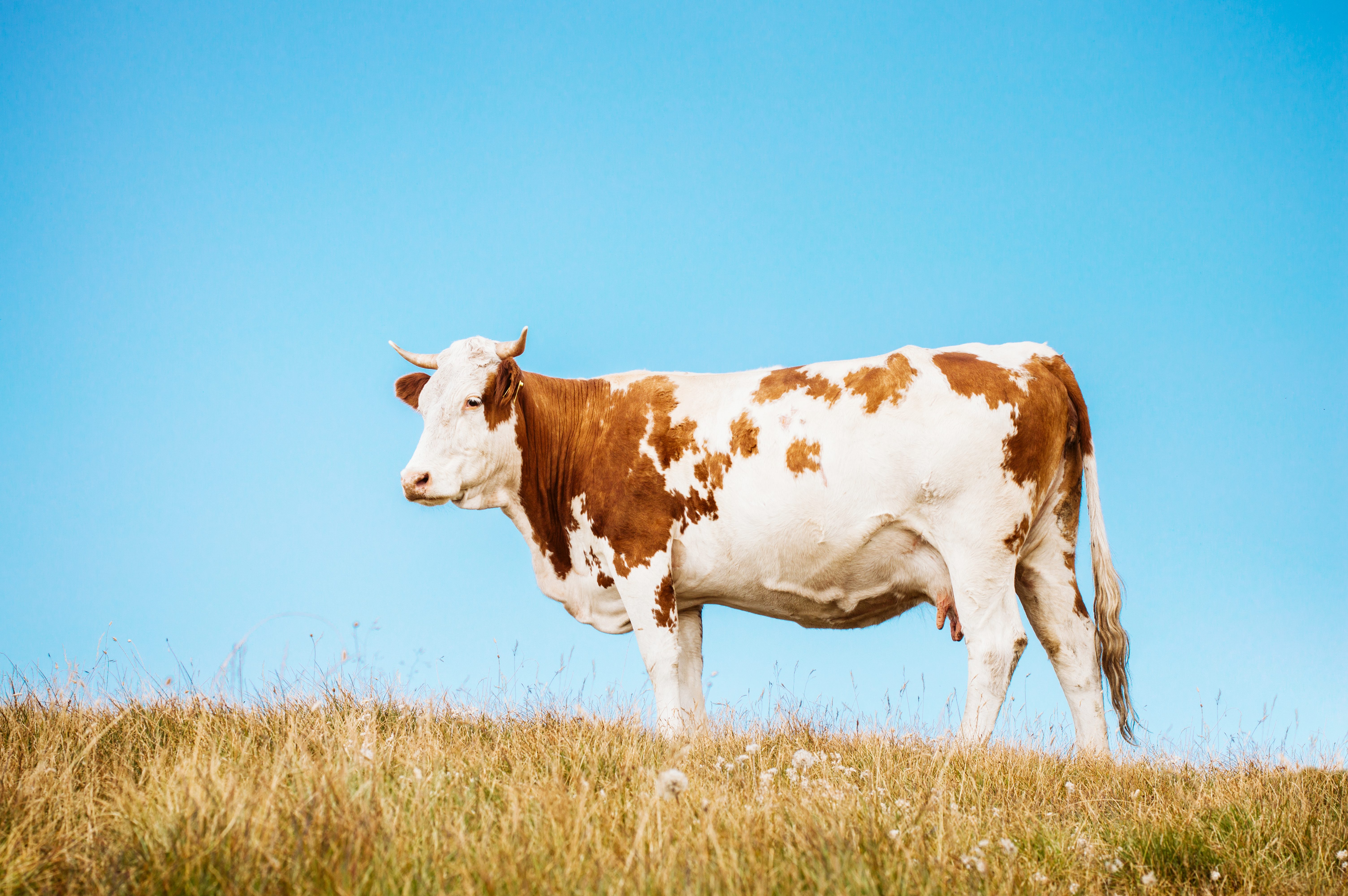 vaca normando