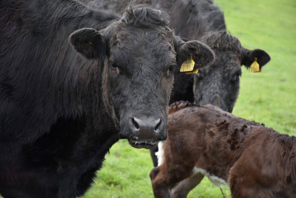 vaca angus