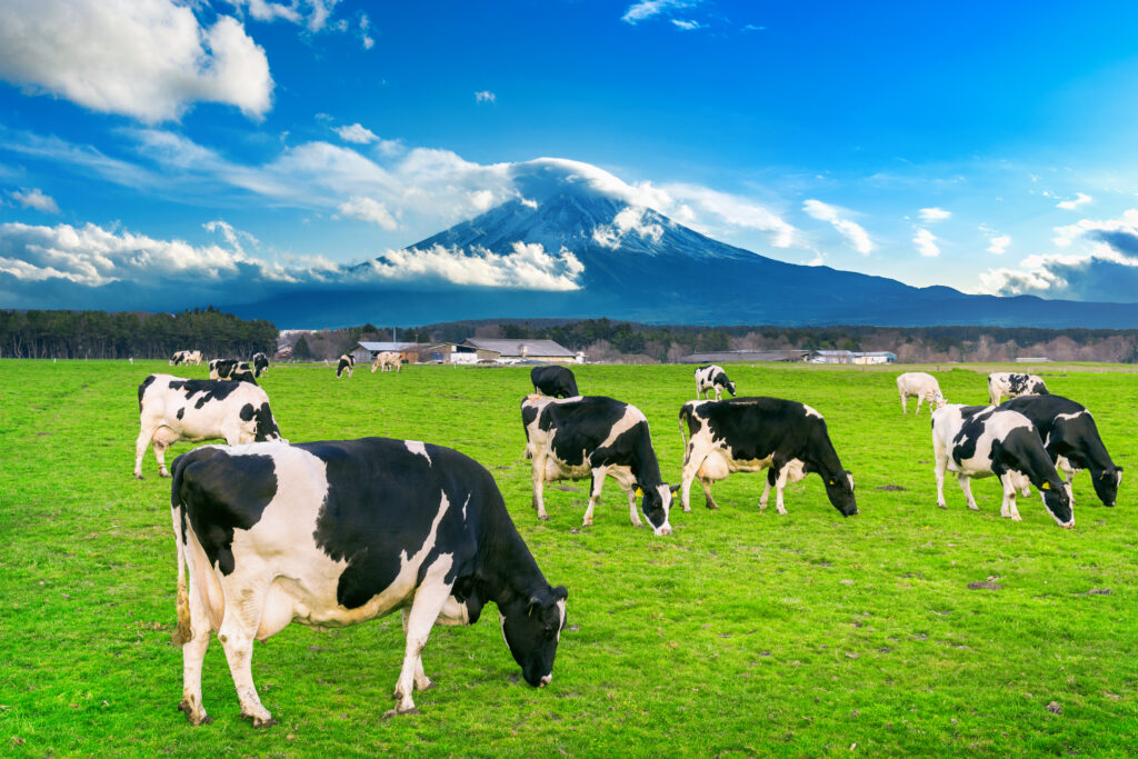 vaca holstein