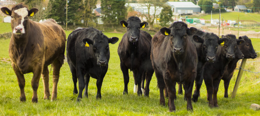 vacas brangus