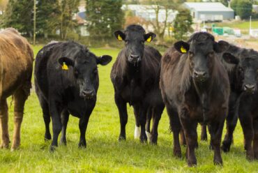 Raza de Vacas Brangus