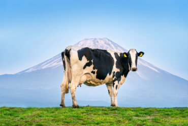 Raza de Vacas Holstein