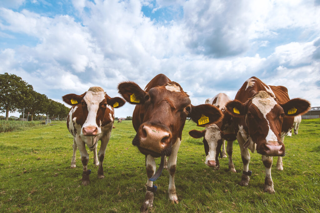 vacas ayrshire