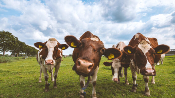 Raza de Vacas Ayrshire
