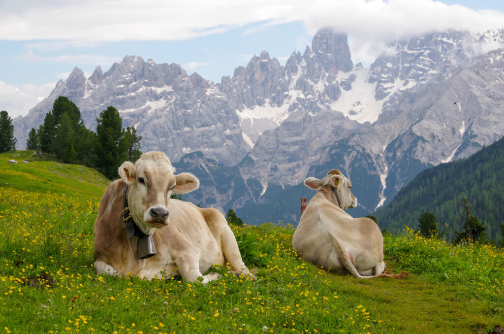 vacas pardo suizo