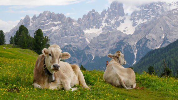Raza de Vacas Pardo Suizo