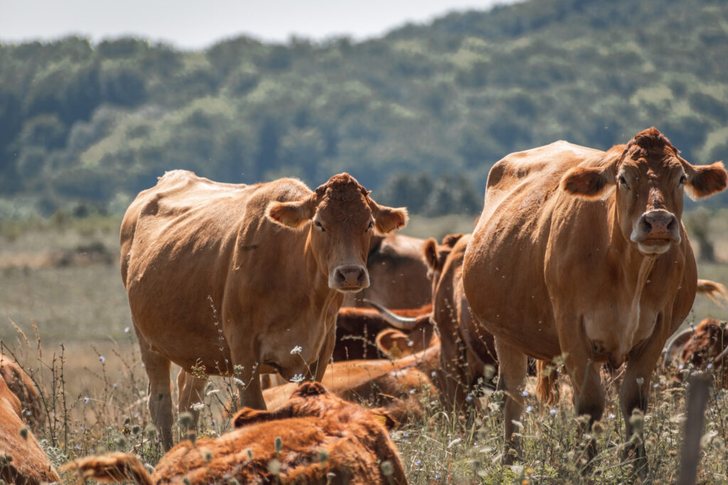 vacas jersey