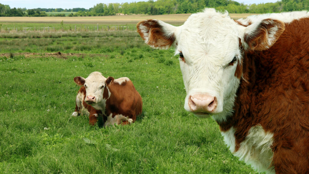 vacas hereford