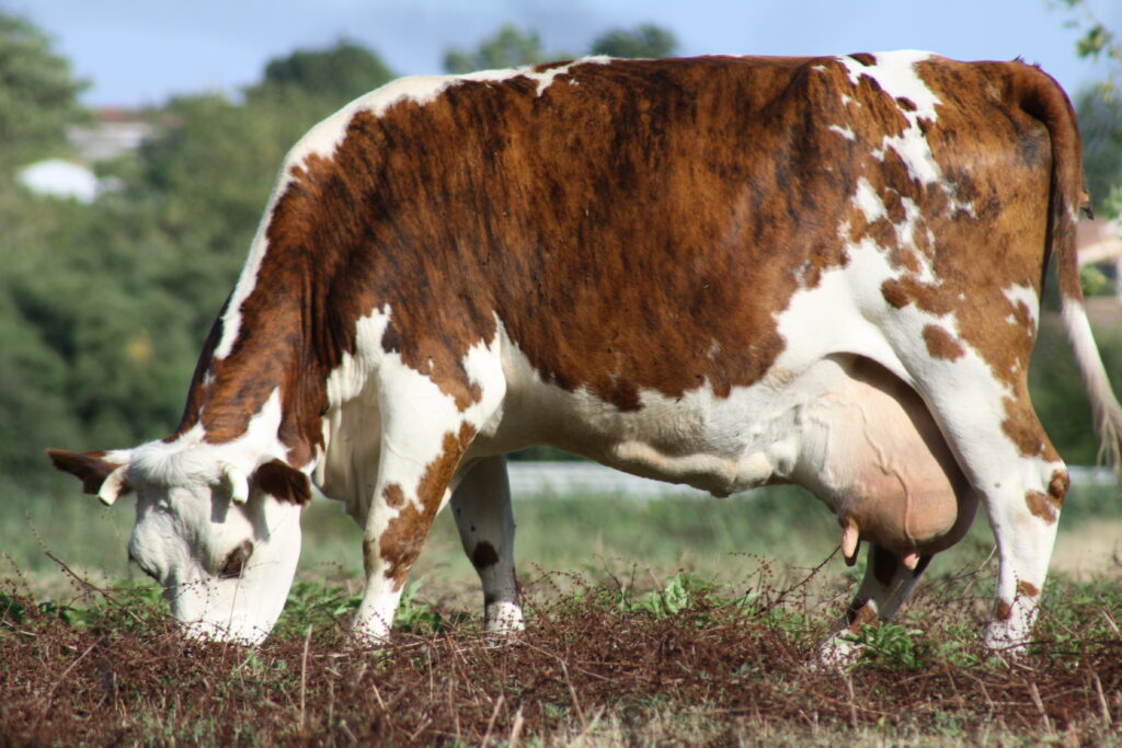 vaca normando