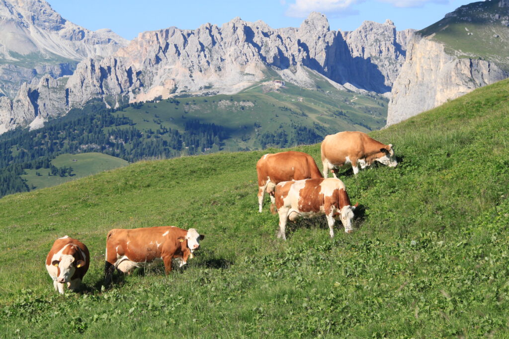 raza vacas simmental