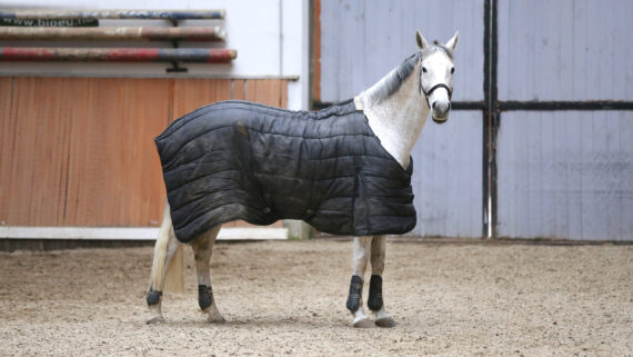 Raza de Caballo Paso Fino Colombiano