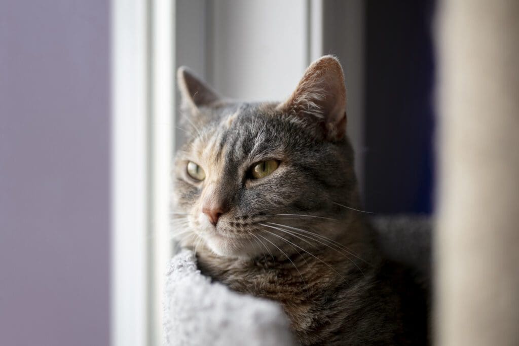 gato munchkin de cerca