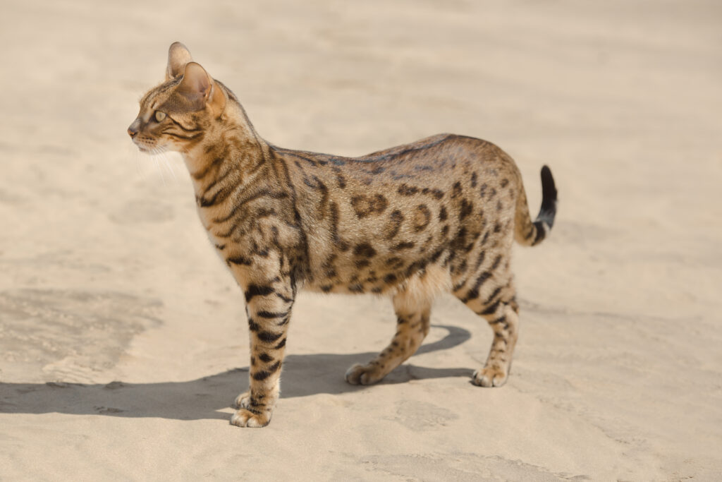 gato savannah de pie