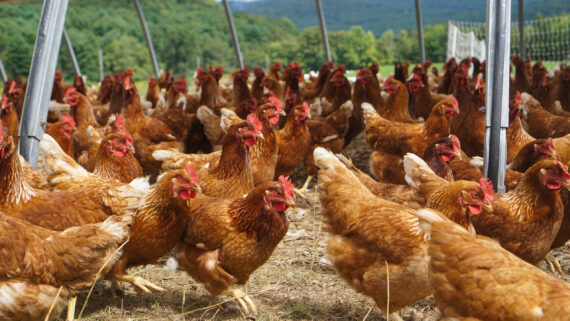 Razas de Gallinas Ponedoras: Raza  Isa Brown