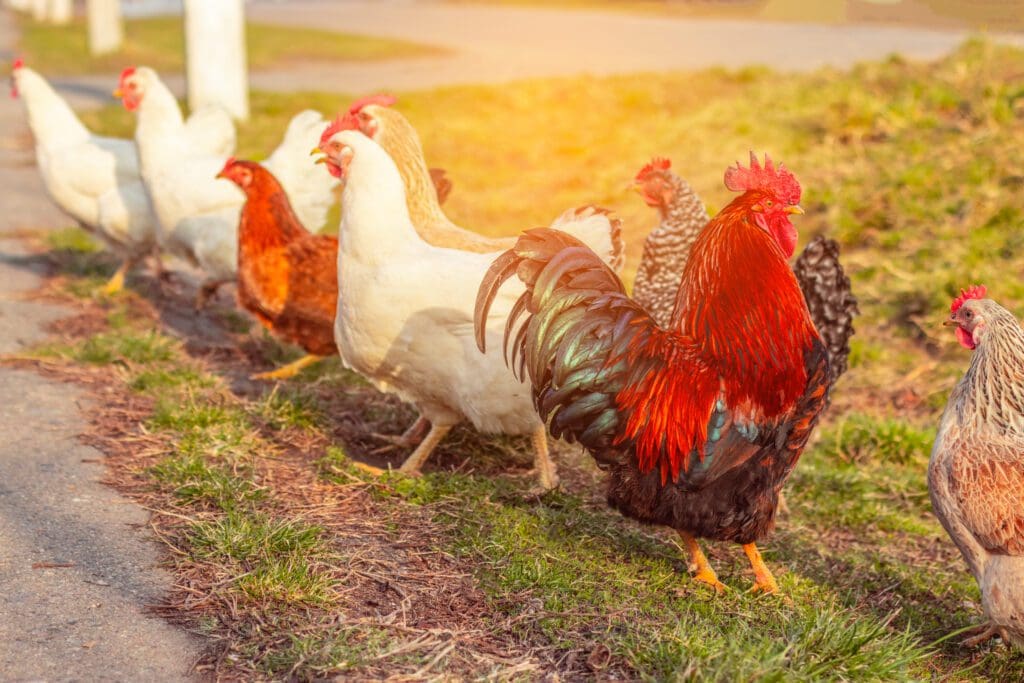 razas de gallinas