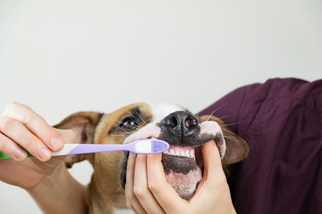 cepillado dientes perro