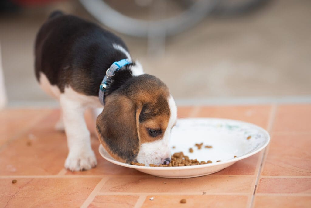 comida para cachorro