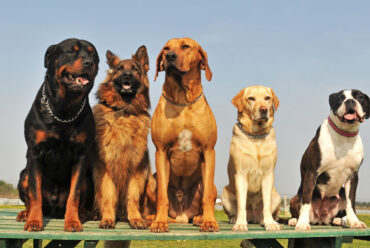 Las 10 razas de perros grandes más populares