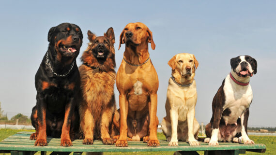 Las 10 razas de perros grandes más populares