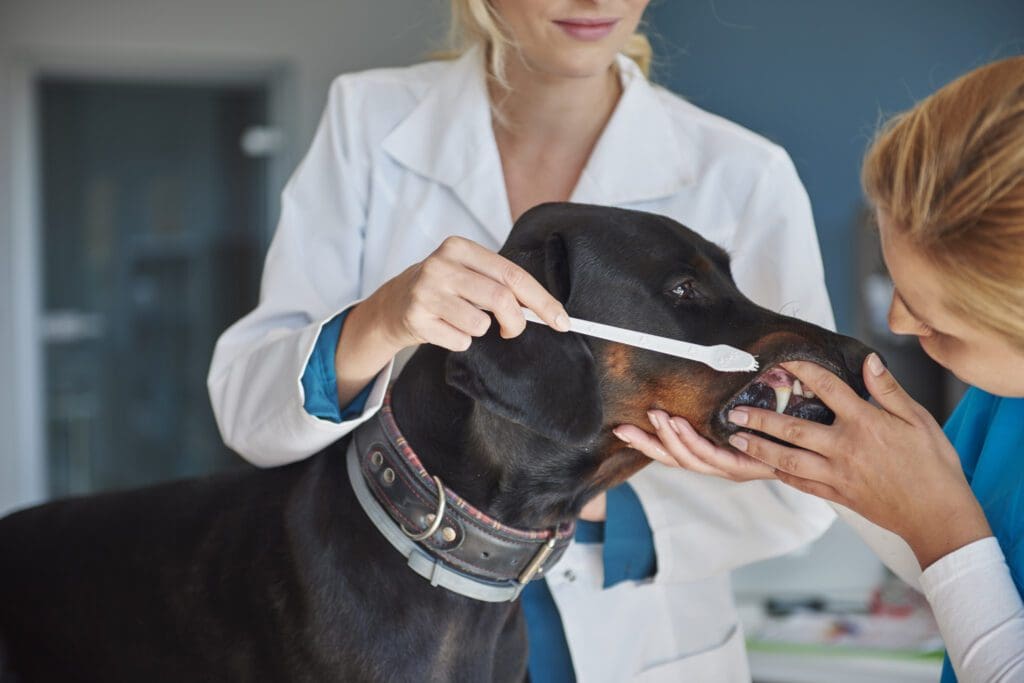 control dientes en veterinaria