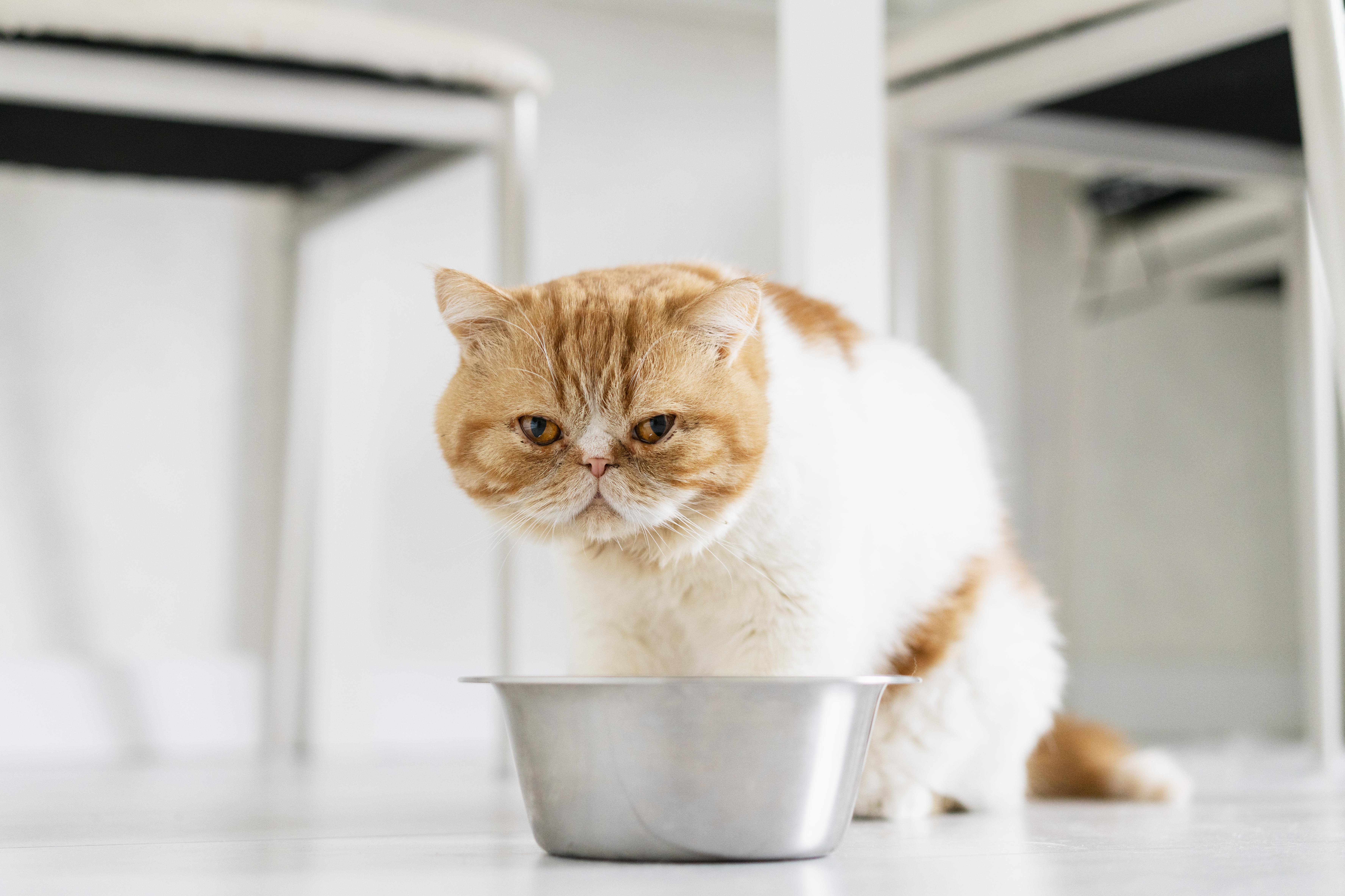 gato no quiere comer