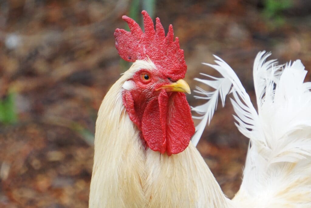 razas gallinas hy line
