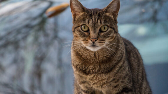 Razas de Gatos: Gato Común Europeo