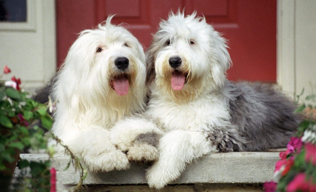 dos perros ovejeros