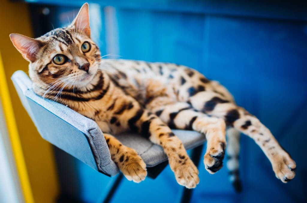 gato bengala sentado