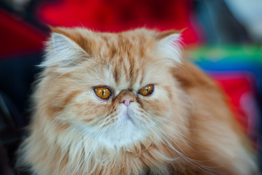 gato persa mirando