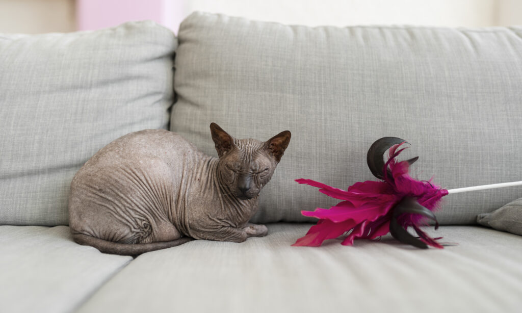 gato esfinge en el sofá