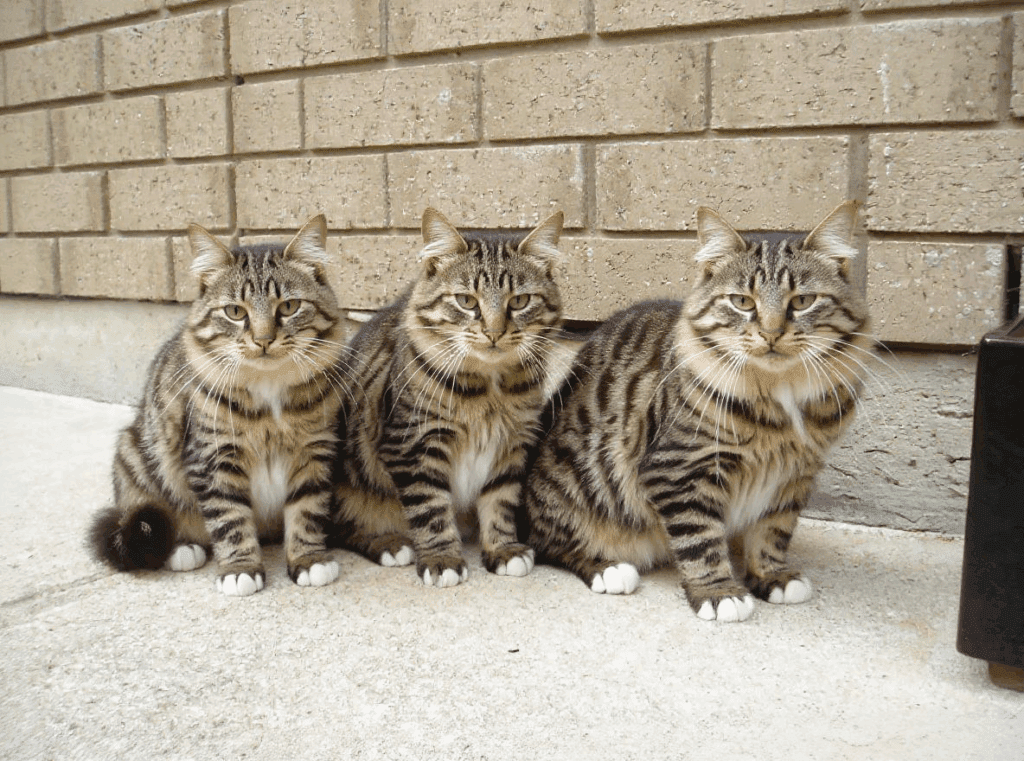 Gatos Pasión Veterinaria 